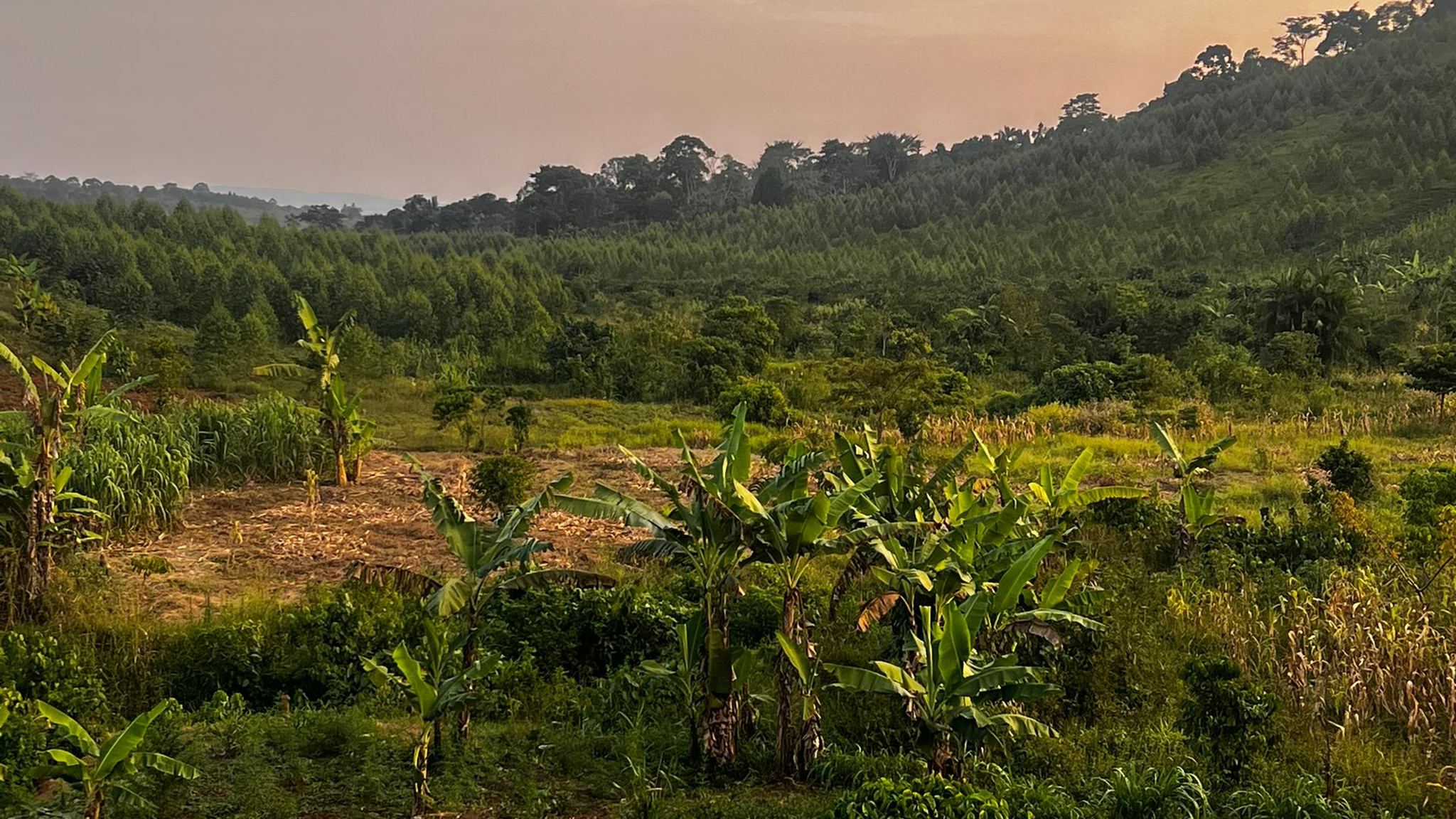 Farm land for sale in Kasanda, Uganda: banana plants and red soil in a valley below forested hills