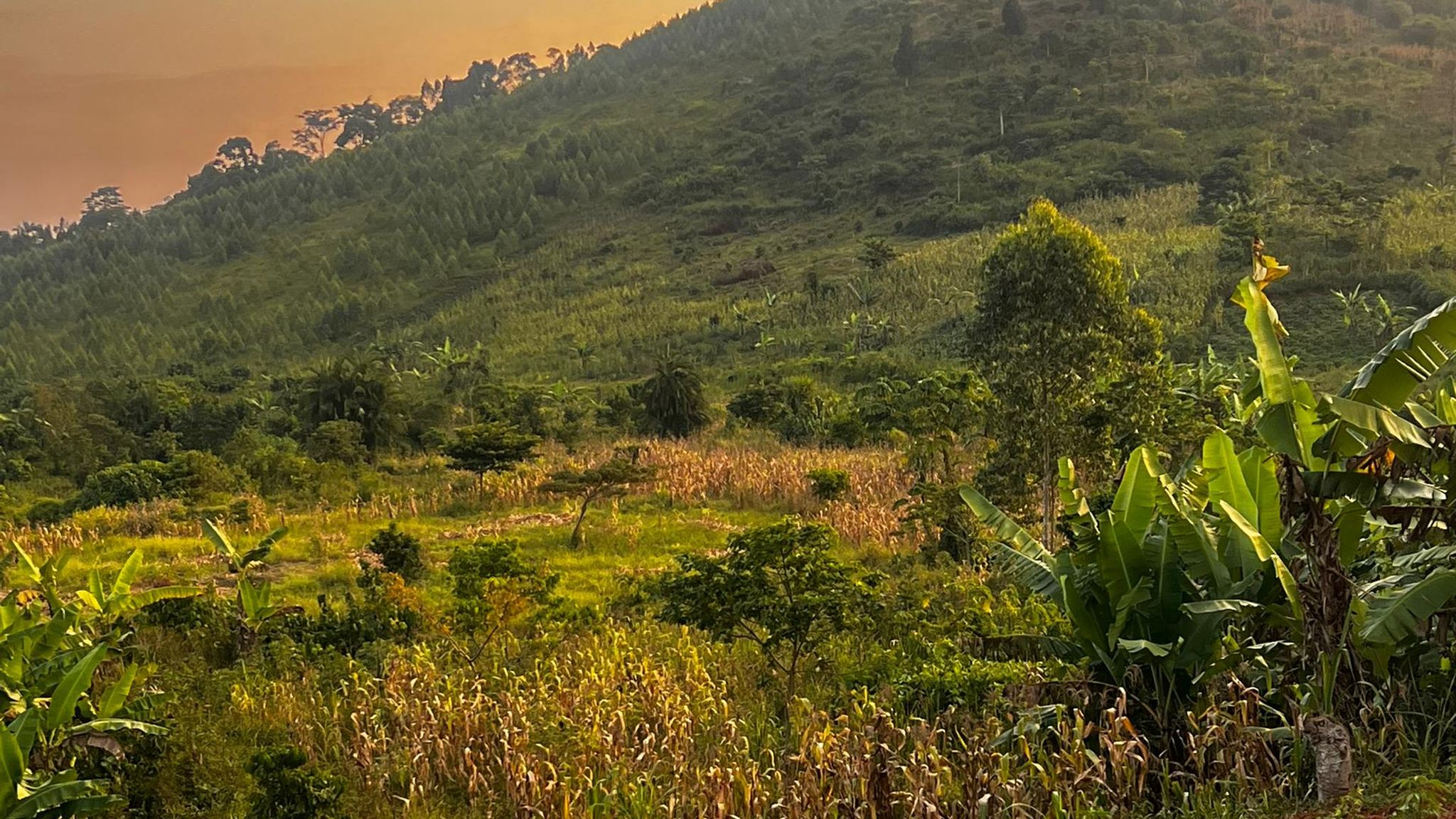 Farm land for sale in Kasanda, Uganda: cultivated red soil in front of a wooded hill at sunset