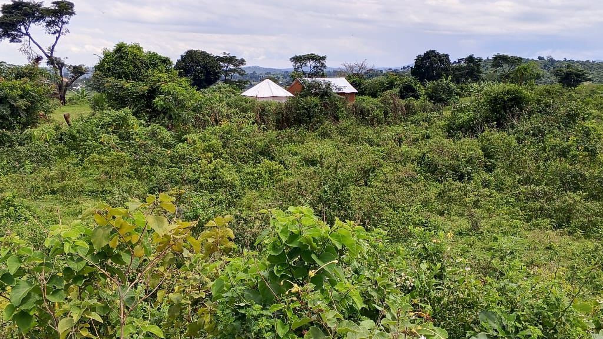 Green farm land with a couple of buildings in the distance