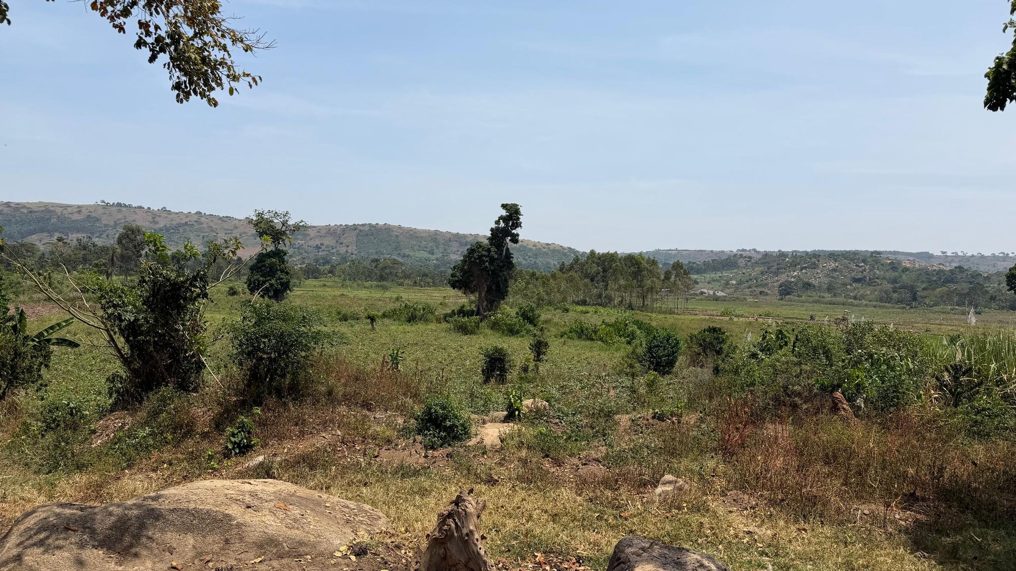 Ngogwe Namulesa open land with rocks and a tall tree against the hills