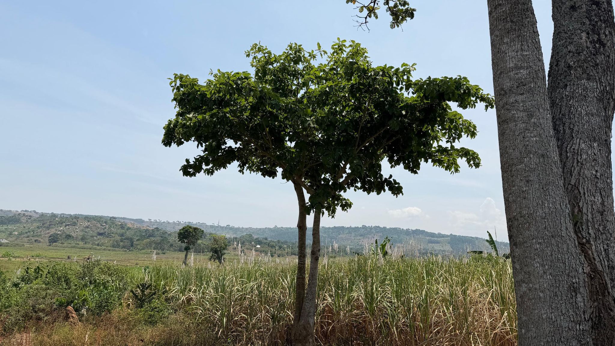 Ngogwe Namulesa land beside a sugarcane field with hills in the distance